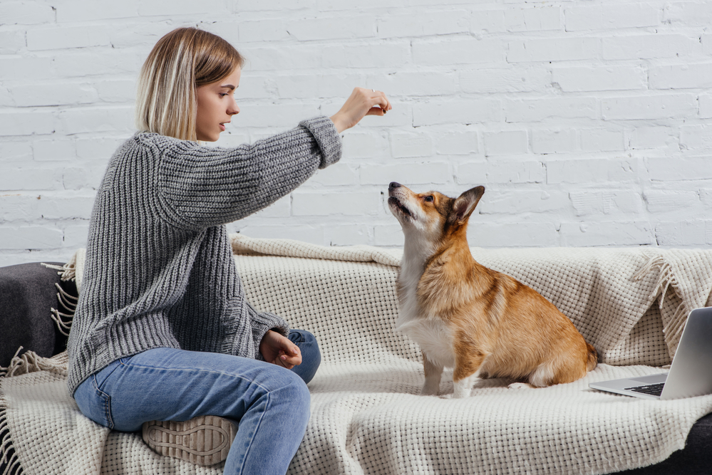 a woman training a corgi dog to do a trick