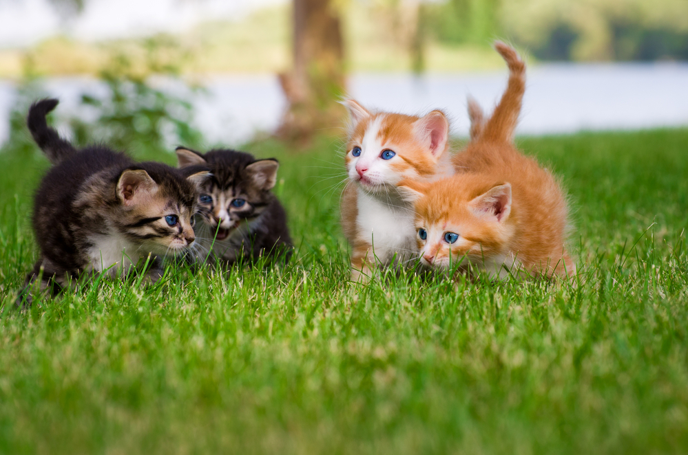 four kittens, two orange and two black, playing in a garden