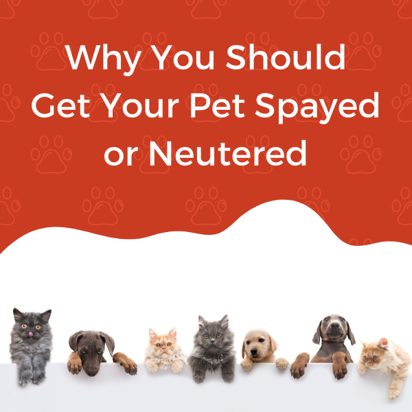 When to best sale spay your puppy