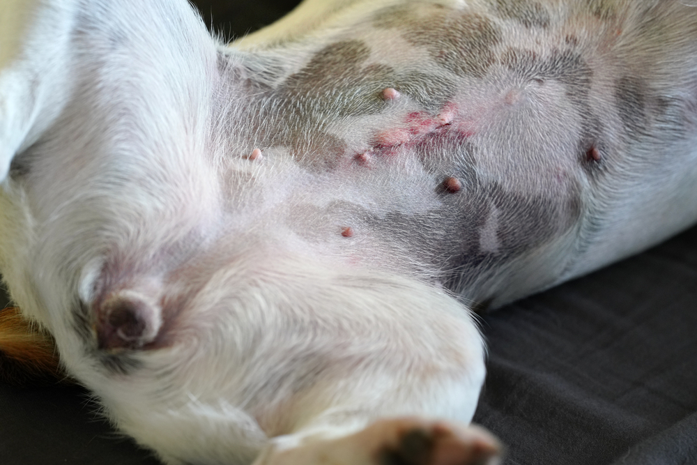 a close-up of a spay scar on a dog’s shaved belly