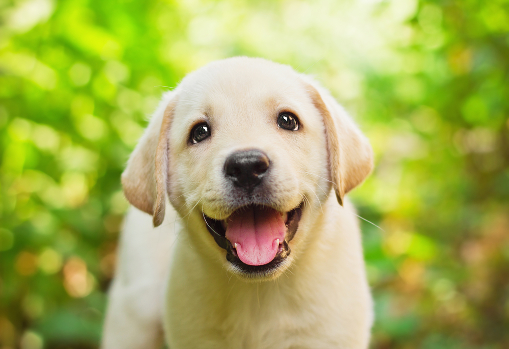 a yellow lab puppy outside in the grass