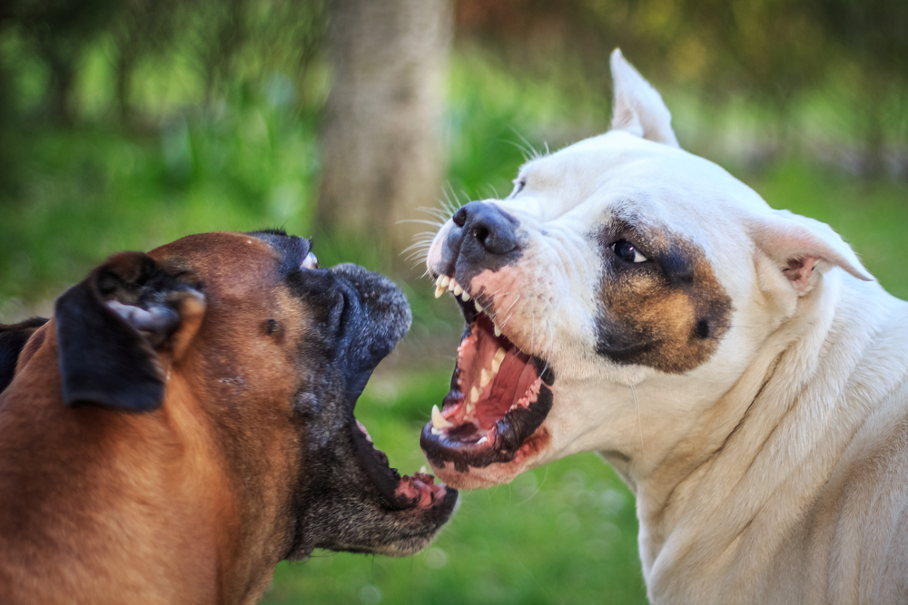 two dogs aggressively barking at each other