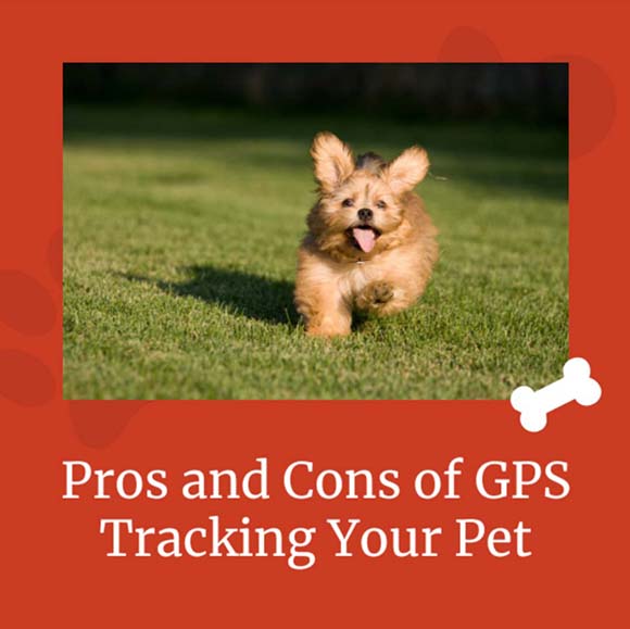 Gps for outlet your dog