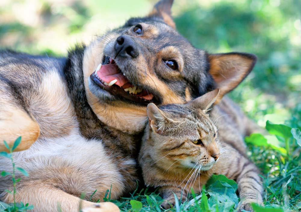 a dog and a cat playing together outside