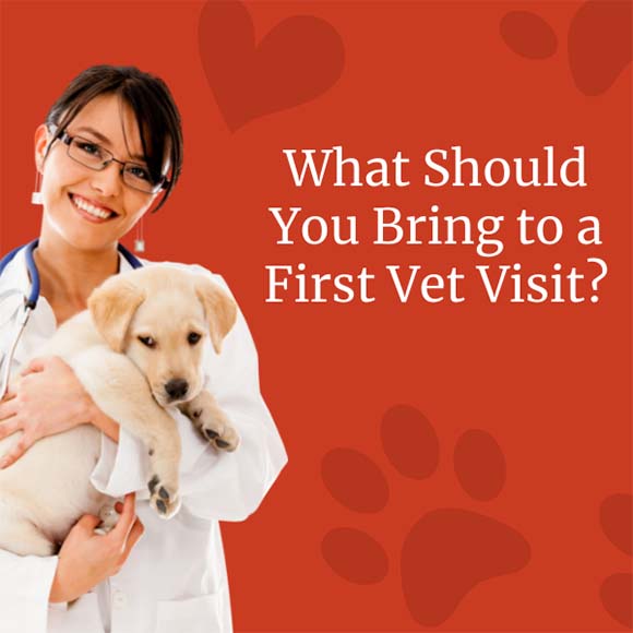 What Should You Bring to a First Vet Visit?