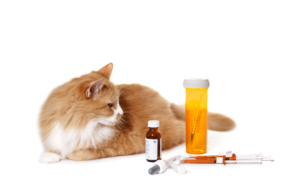 a cat on a white counter next to different types of pet medication