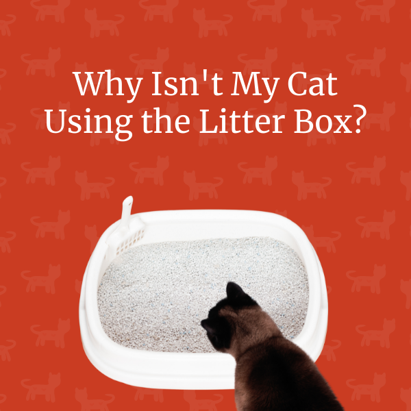 Cat not using outlet litter box after declaw