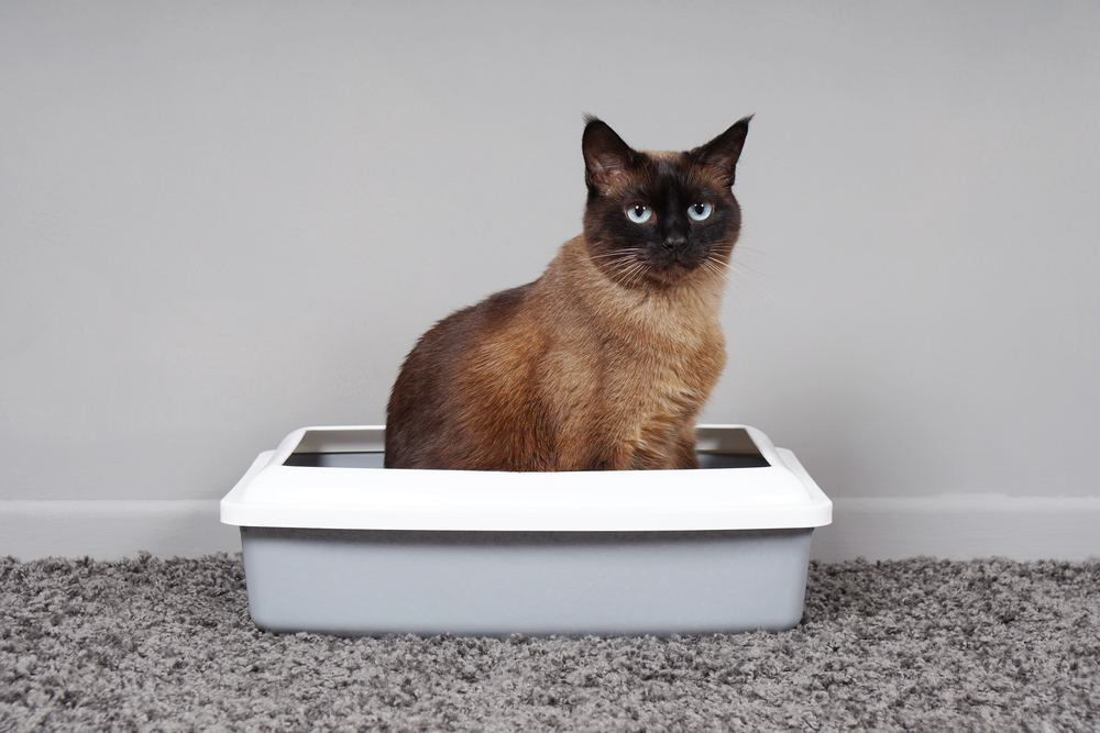 a cat sitting in a litter box that’s on top of grey carpet