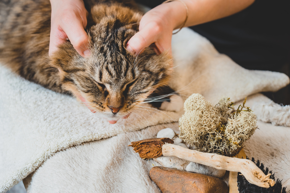 a pet owner giving a cat a head massage to relax