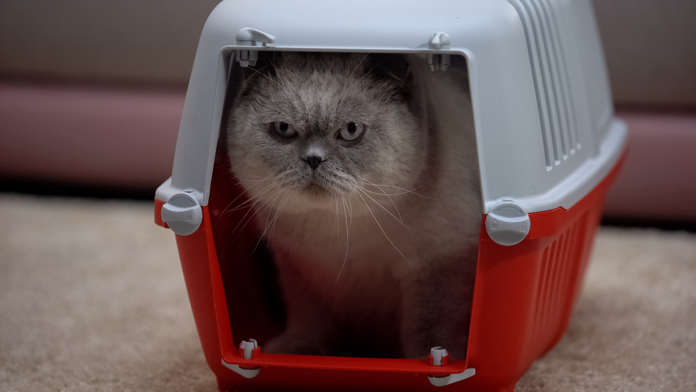 a cat in a carrier that is afraid to come out because it’s in a new environment