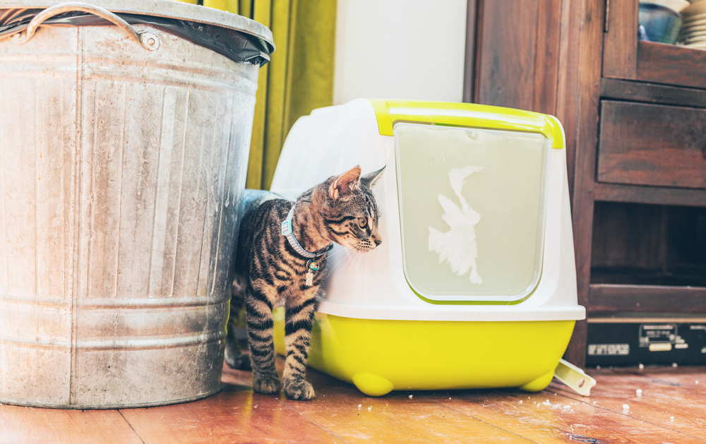 a grey tabby cat next to a litter box with a cover that’s located in a laundry room