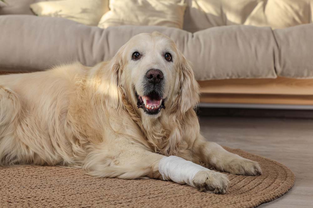 A dog with a bandage around one of its front legs.