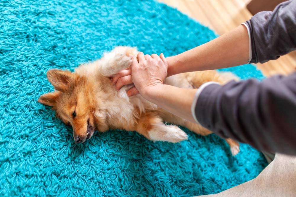 A woman administers first aid on a small dog.