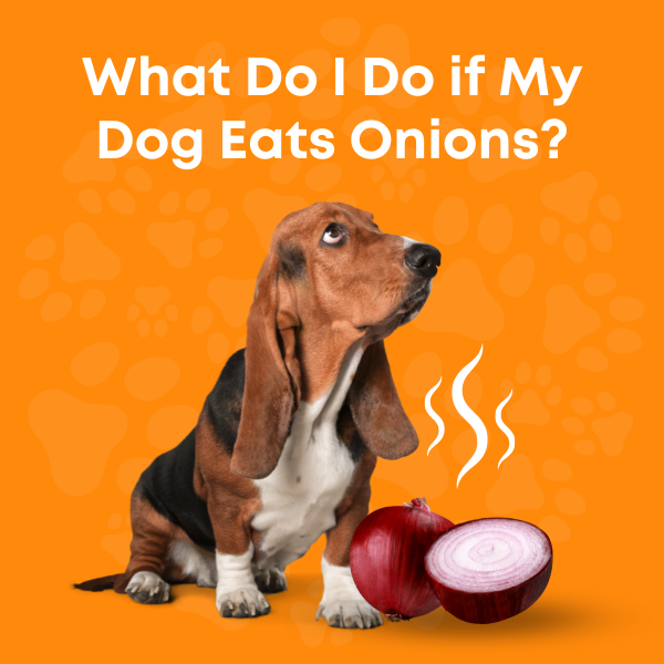 what happens if a dog eats some onions