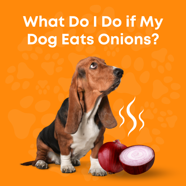 what happens if my dog ate onions