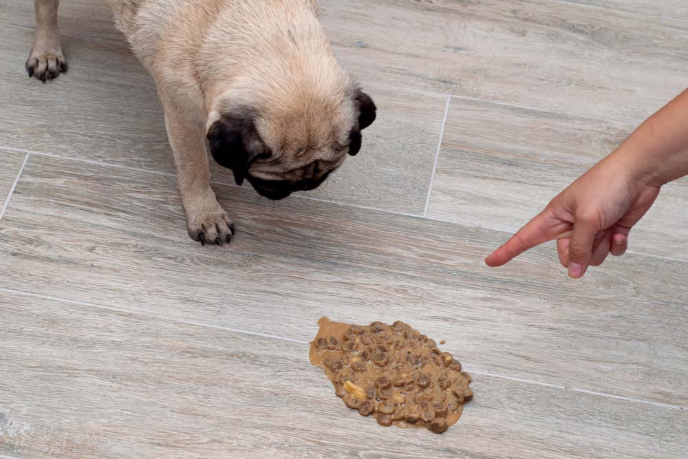 Dog puking outlet up food