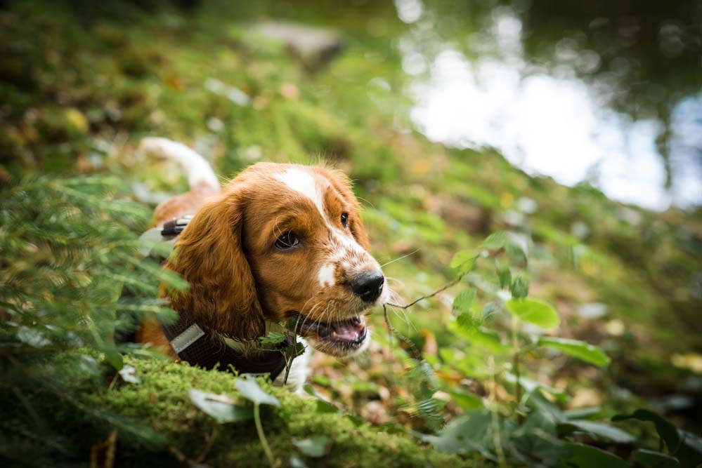 Welsh Springer Spaniel puppy in the forest