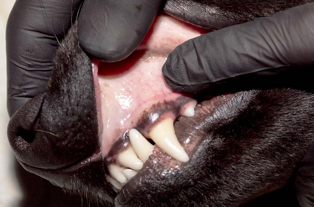 healthy gums on a dog