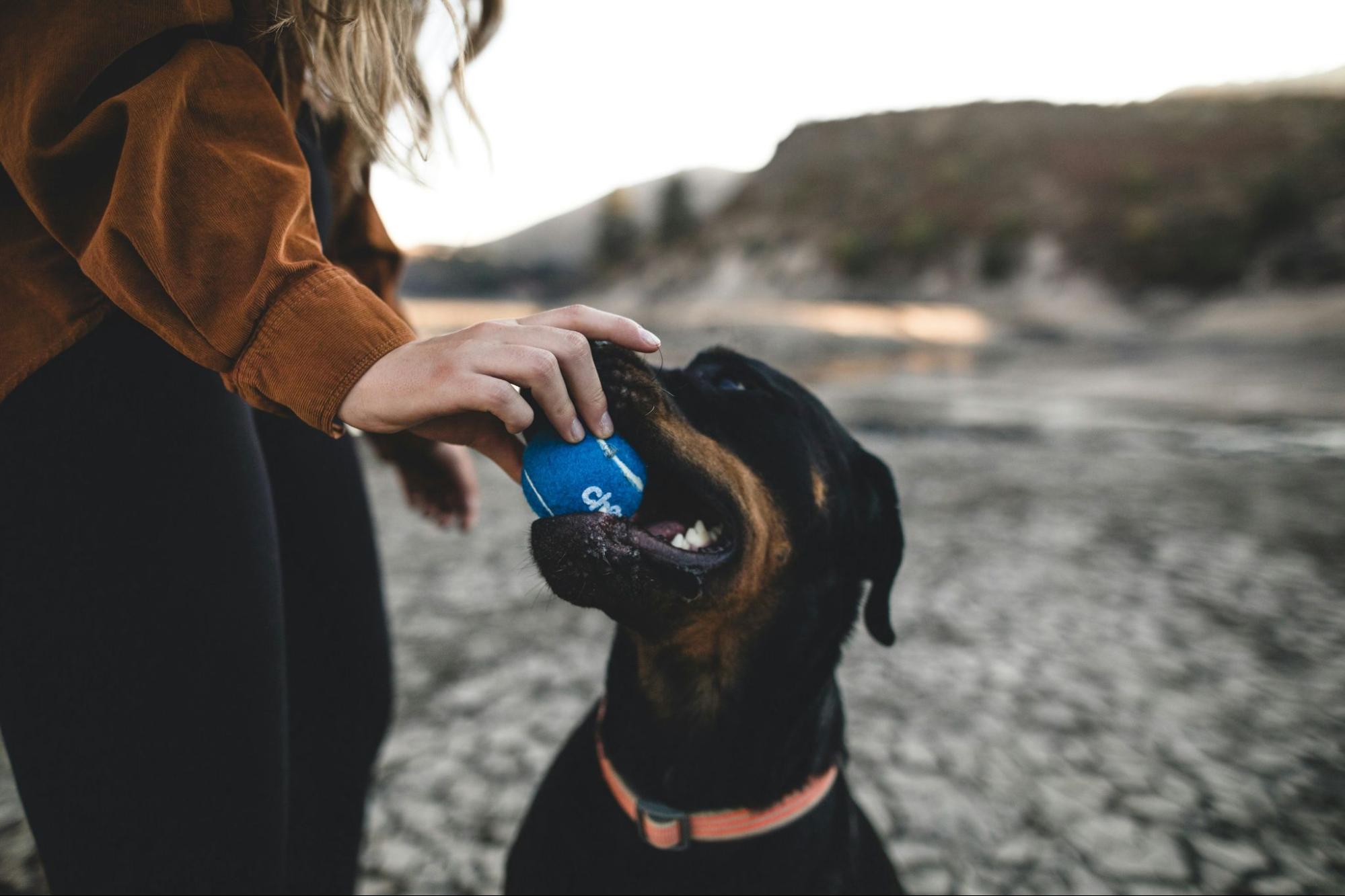 Person taking ball out of dog’s mouth to prevent choking or chewing.