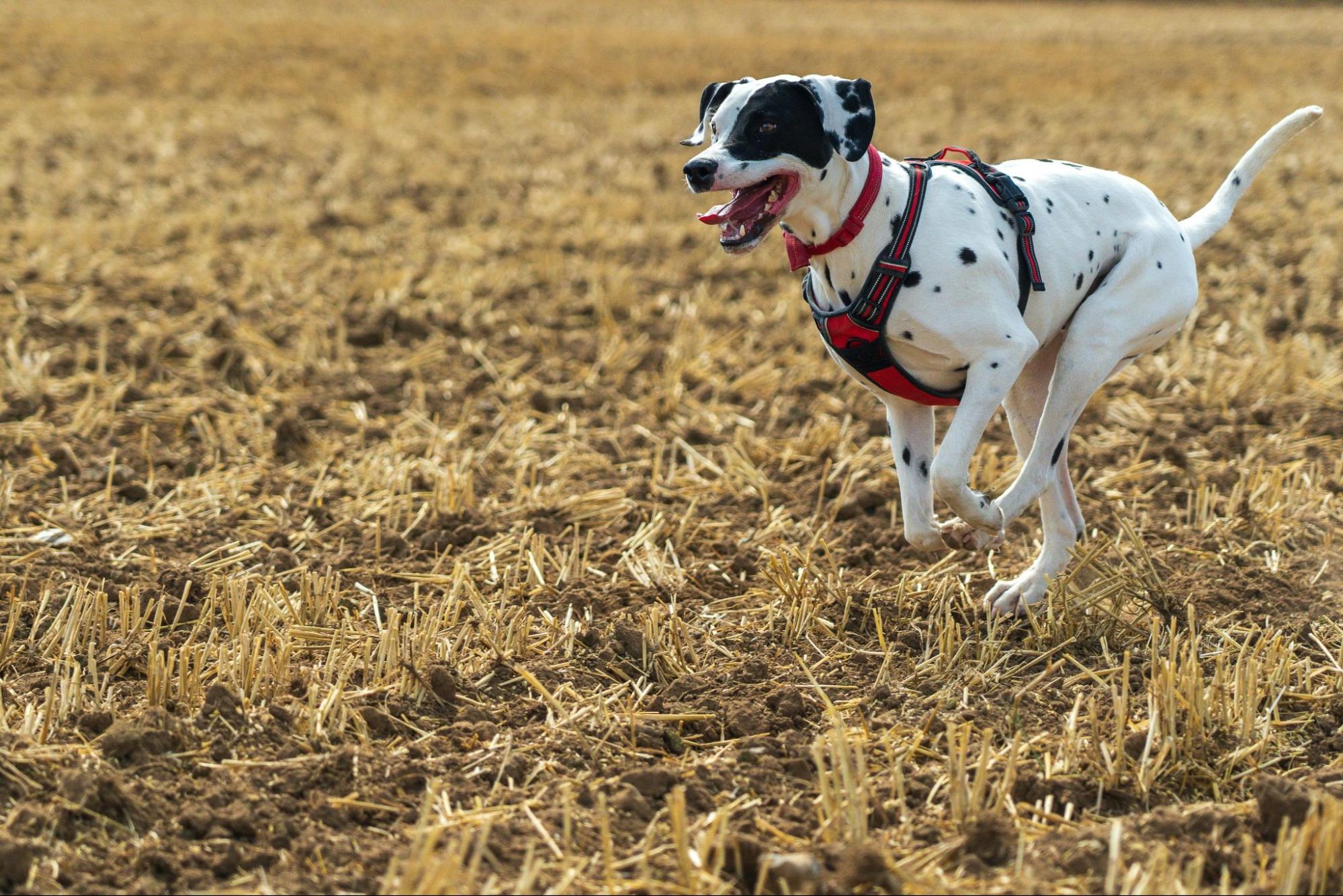 Dog exercising and maintaining healthy weight