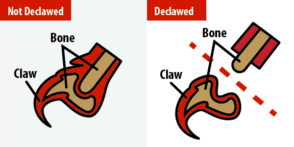 Declaw Graphics