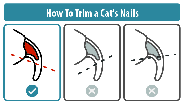 Trim cat nails