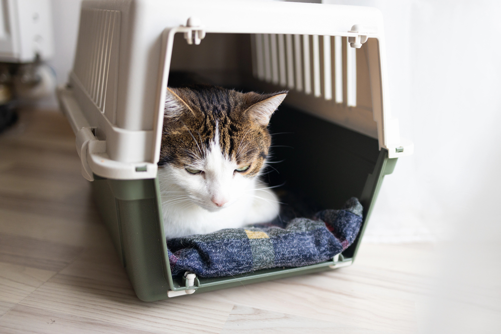 a cat in a cat carrier with a blanket inside