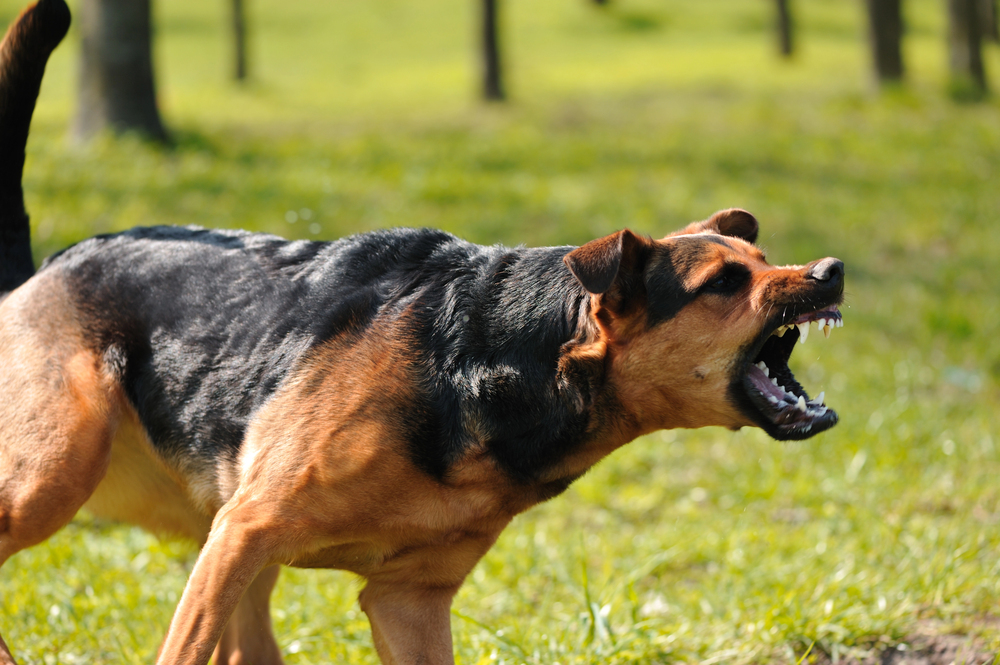an angry dog growling