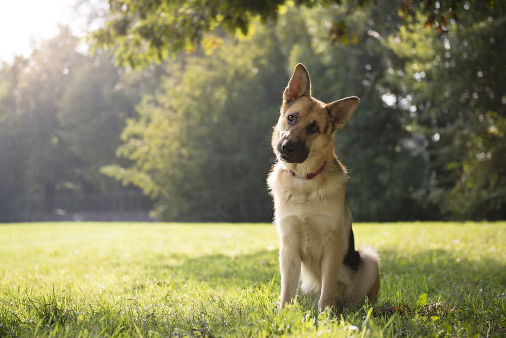 a German shepherd dog outside on the grass with its head tilted
