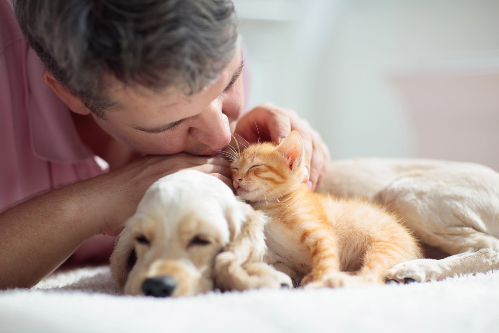 Cat and dog sleeping. Puppy and kitten sleep