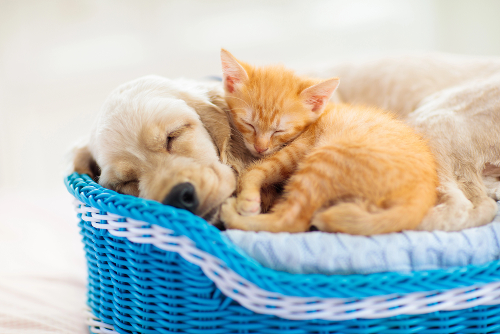 Child, dog and cat. Kids play with puppy, kitten