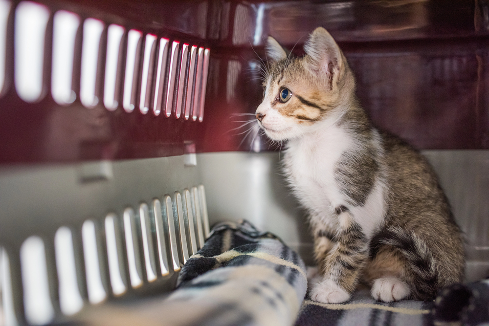 Cute kitten sitting inside a pet carrier