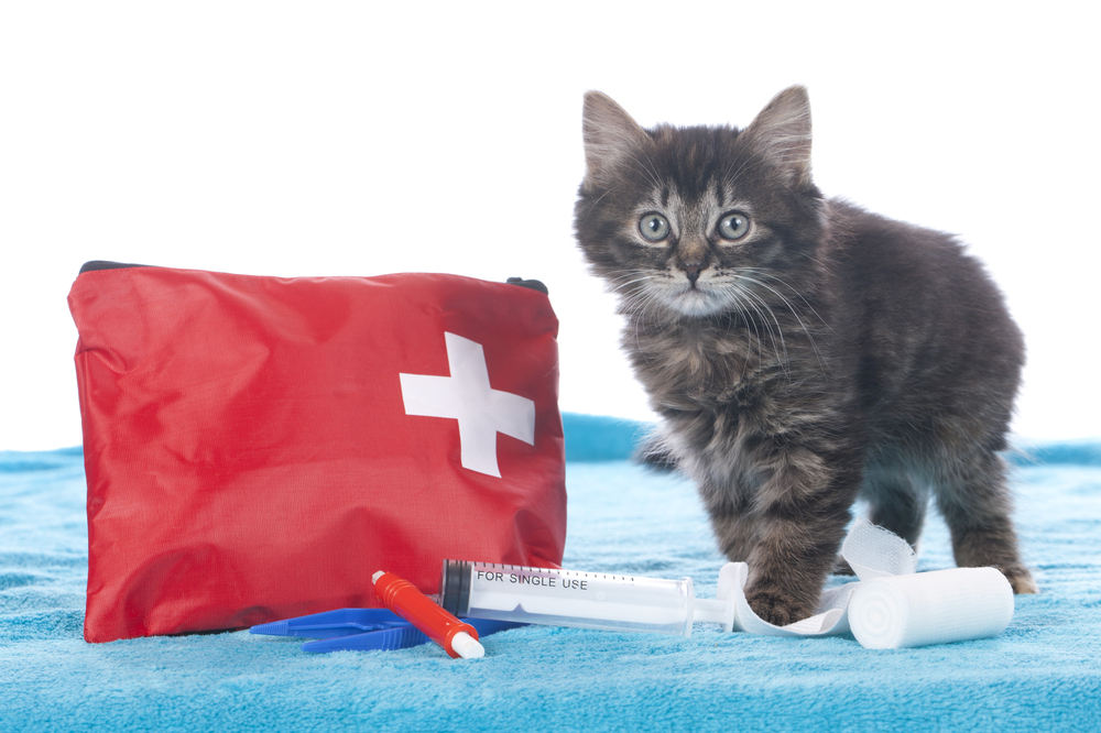Cute kitten with first aid kit