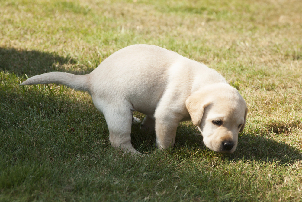 Cute little puppy on the grass