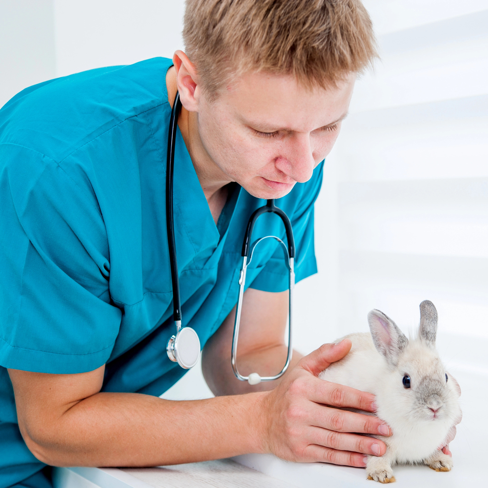 Doctor veterenarii with a rabbit