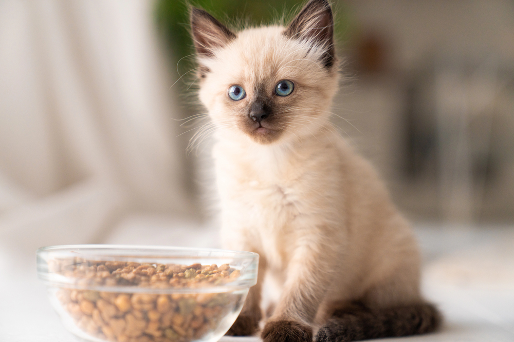 Funny little fluffy kitten eats dry food from a bowl