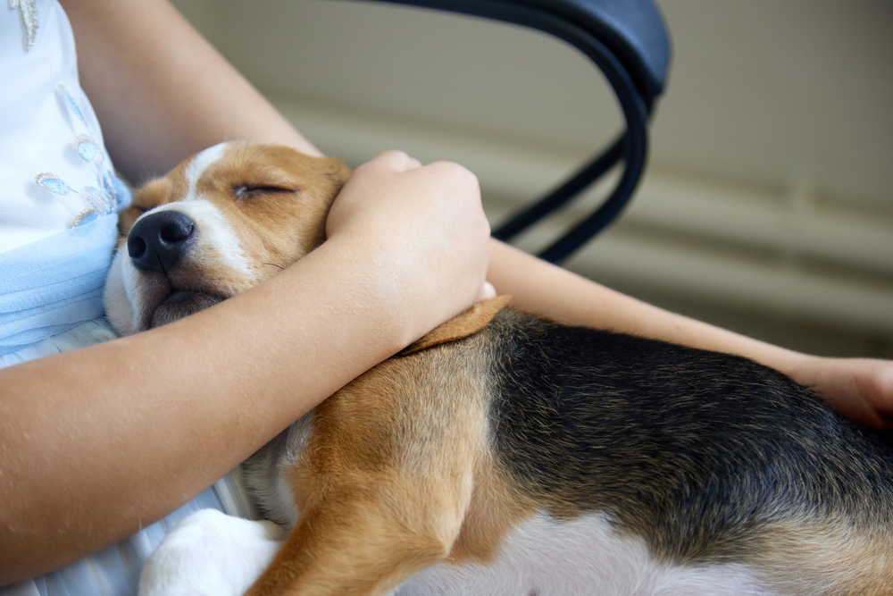 Girl is sitting on a chair in the hospital and holding a beagle