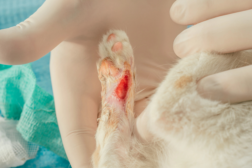 Hands of male veterinarian in gloves hold white and ginger cat