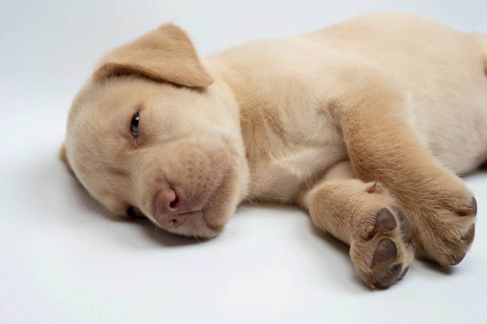 Lazy laying labrador puppy isolated