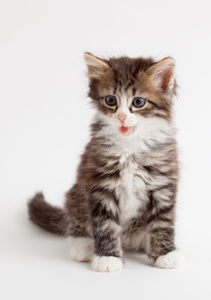 Little fluffy brown kitten. open mouth
