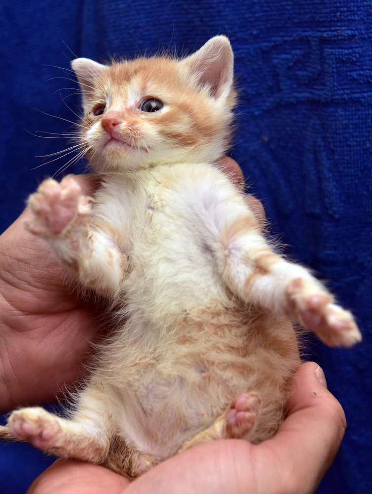 Little redhead with a white kitten with a sick eye