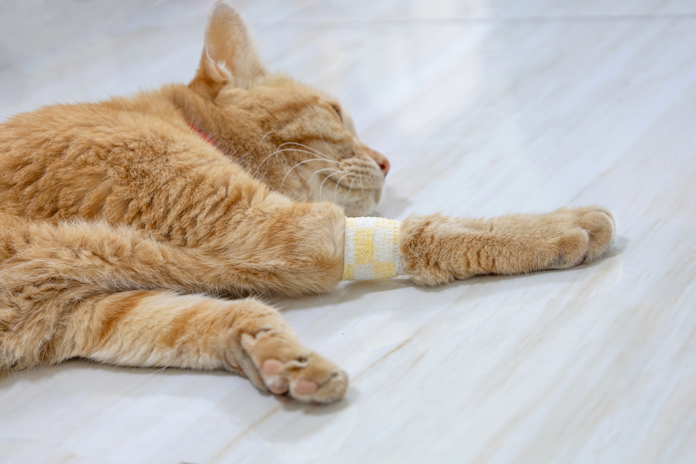 Orange cat lying on the floor with a bandaged front paw