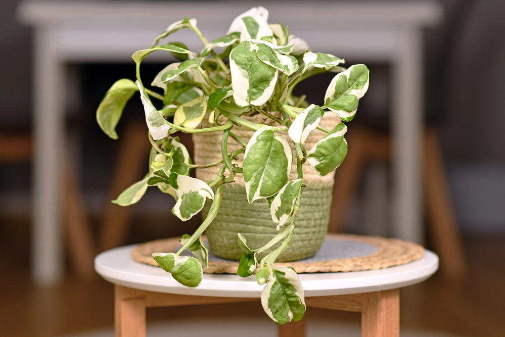 Small 'Epipremnum Aureum N'Joy' pothos houseplant