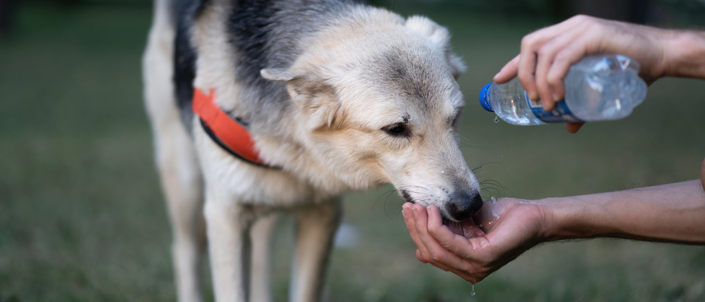 The dog drinks water in the park from a bottle