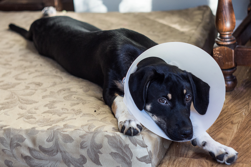 Unhappy puppy