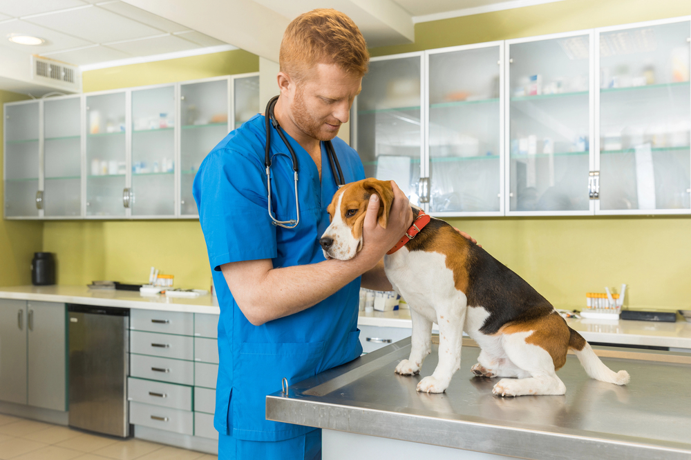Veterinary examing dog