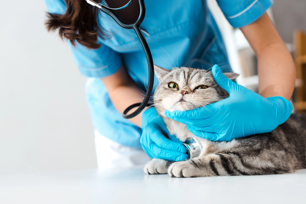 a cat on a table at a vet’s office receiving veterinary care from the vet
