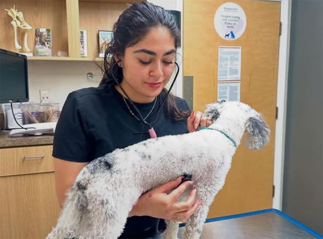 Vet Tech With Dog