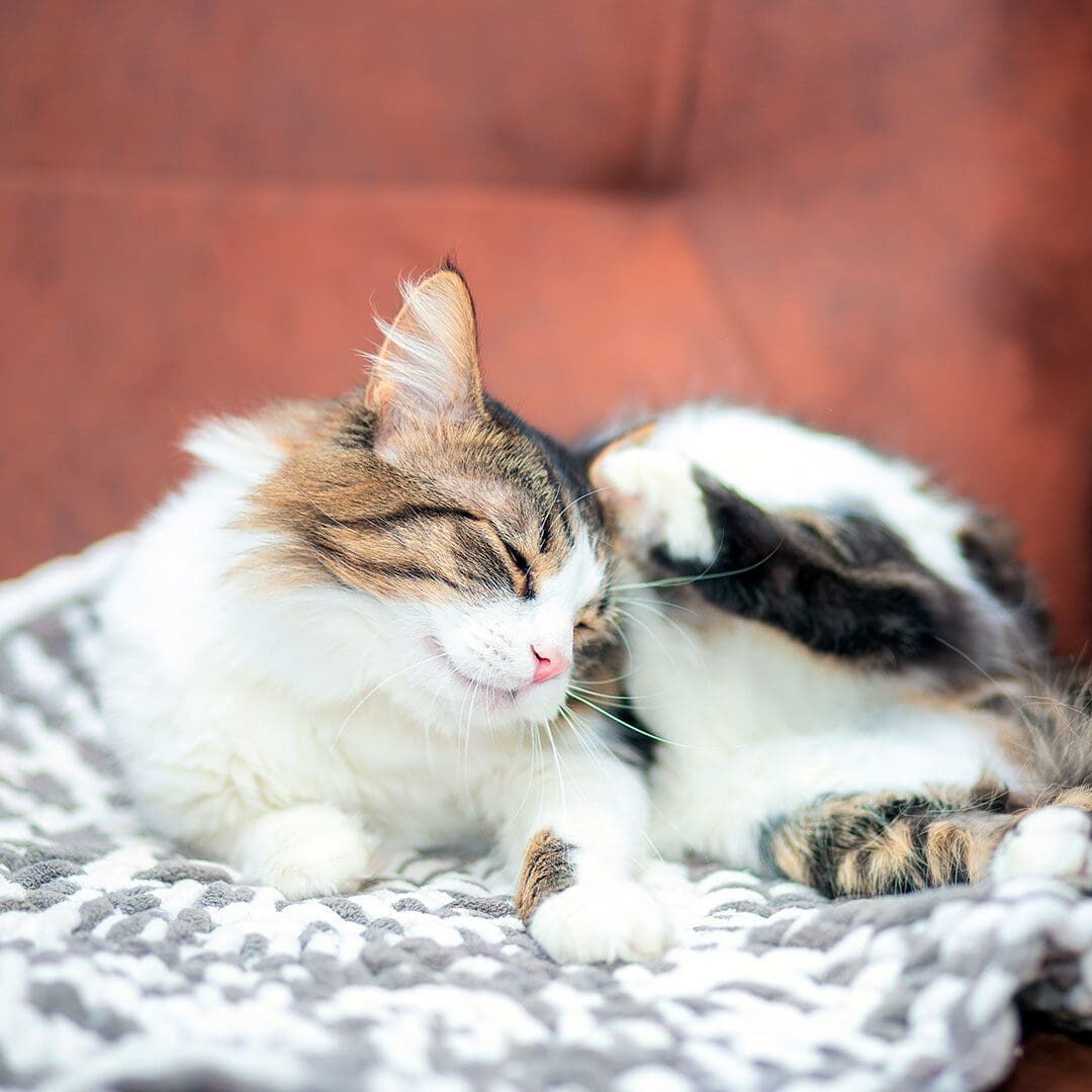 calico cat itching its face