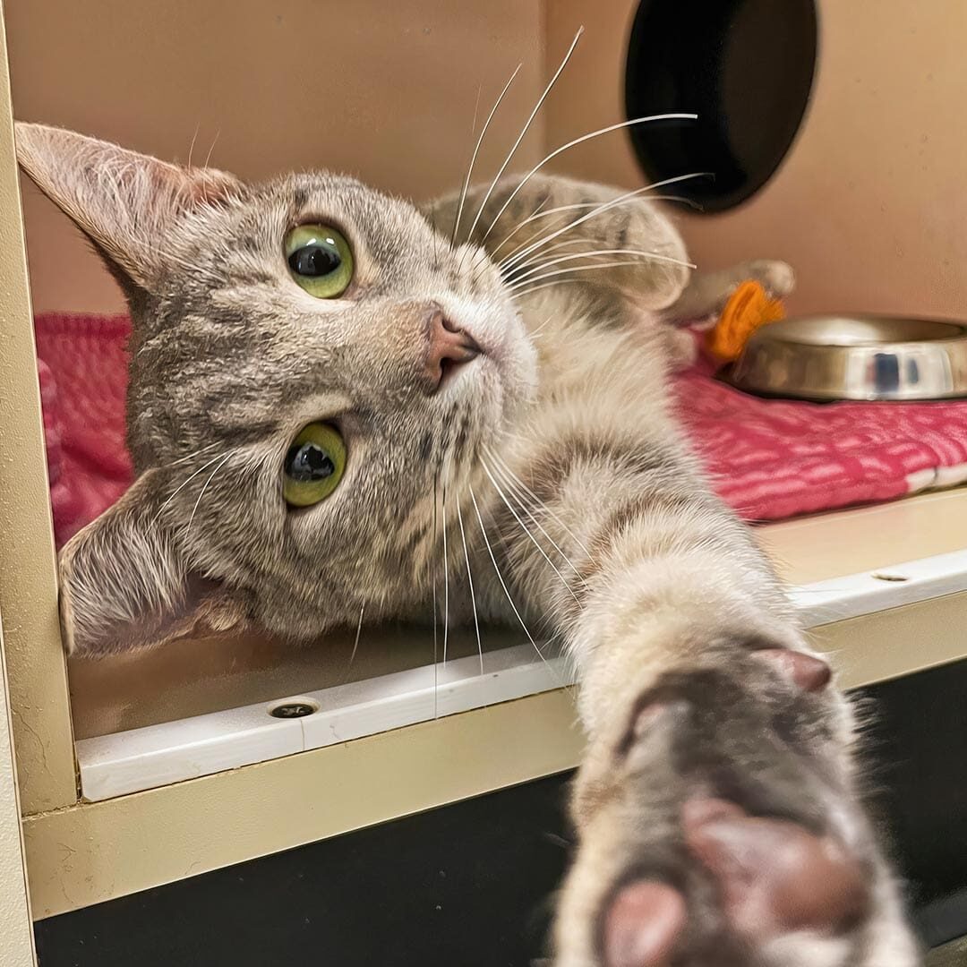 playful gray tabby cat reaching from kennel with bright eyes